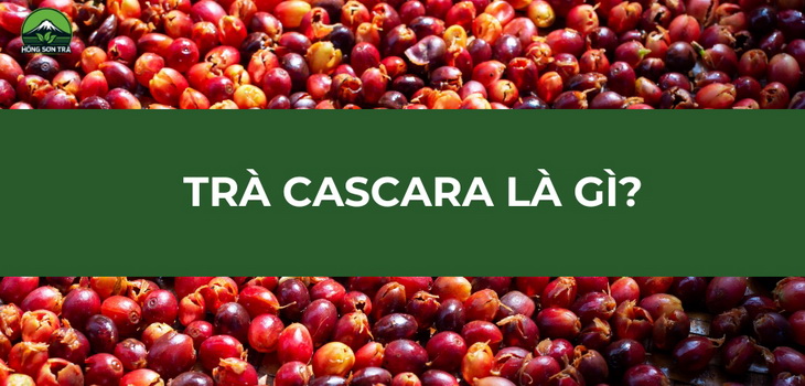 Trà Cascara Là Gì ? Công Dụng Của Trà Cascara Có Gì Nổi Trội ?