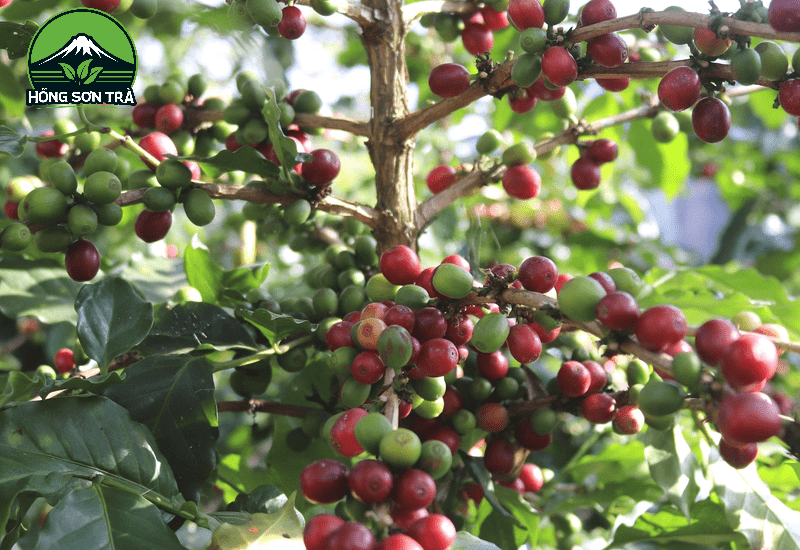 Trà cascara là loại trà làm từ vỏ trái cà phê