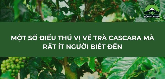 Một số điều thú vị về trà Cascara mà rất ít người biết đến