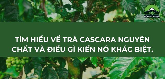 Tìm Hiểu Về Trà Cascara Nguyên Chất Và Điều Gì Kiến Nó Khác Biệt.