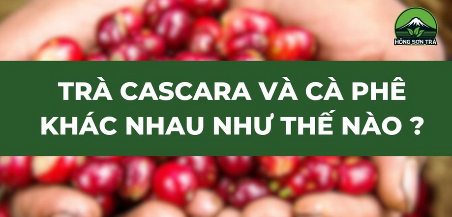 Trà Cascara Và Cà Phê Khác Nhau Như Thế Nào