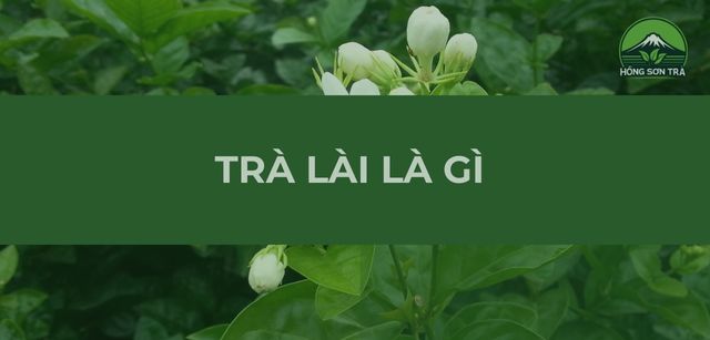 Trà Lài Là Gì? Nguồn Gốc, Công Dụng & Cách Pha Chế